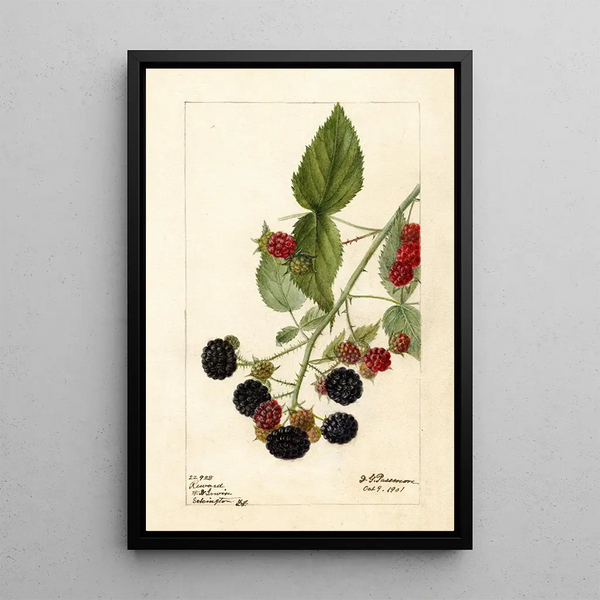 Rubus Récompense - Deborah Griscom Passmore — indrammet kunstværk på væggen