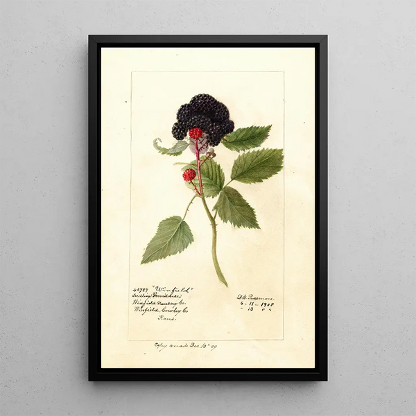 Reproduktion af maleriet Rubus Winfield - Deborah Griscom Passmore