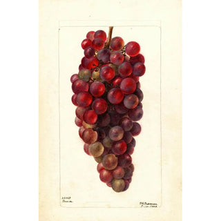 Deborah Griscom Passmore - Vitis Bauch.webp