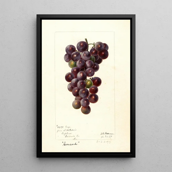 Reproduktion af maleriet Vitis Concord - Deborah Griscom Passmore