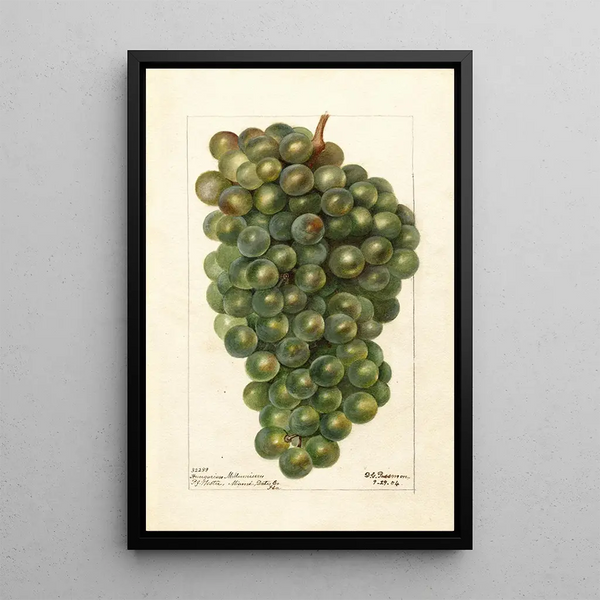 Reproduktion af maleriet Vitis Millénium hongrois - Deborah Griscom Passmore