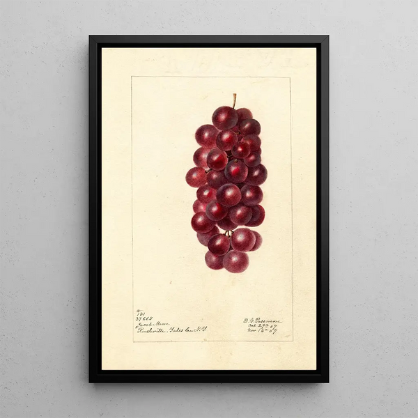 Reproduktion af maleriet Vitis Jacob Moore - Deborah Griscom Passmore