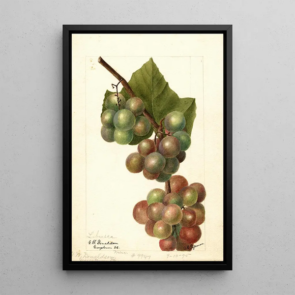 Reproduktion af maleriet Vitis Labrusca - Deborah Griscom Passmore