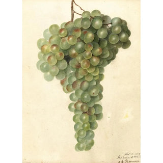 Deborah Griscom Passmore - Vitis Malaga.webp