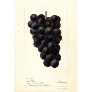 Deborah Griscom Passmore - Vitis McPike.webp