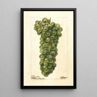 Deborah Griscom Passmore - Vitis Sawignon Vert.webp