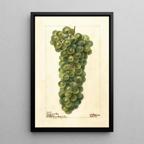 Vitis Sauvignon Vert - Deborah Griscom Passmore — indrammet kunstværk på væggen