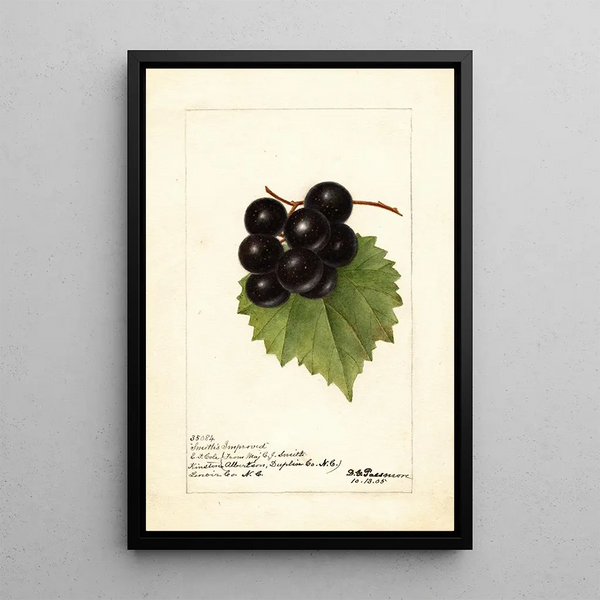 Reproduktion af maleriet Vitis Smiths Improved - Deborah Griscom Passmore