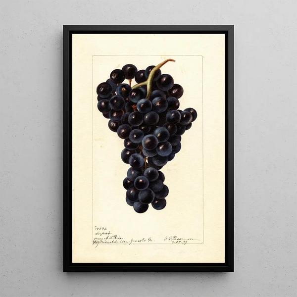 Reproduktion af maleriet Vitis Superbe - Deborah Griscom Passmore