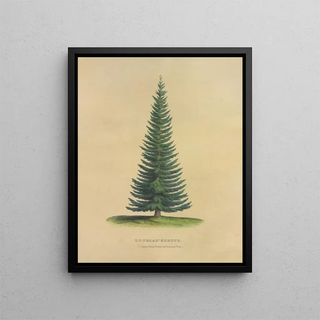 Dellon Marcus Dewey - Douglas Spruce.webp