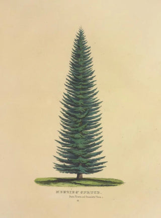 Dellon Marcus Dewey - Menzies Spruce.webp