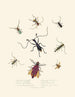 Et resumé af den naturlige historie om insekter fra New Holland New Zealand Pl04 - Edward Donovan — visning af kunstværket