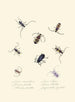 Et resumé af den naturlige historie om insekter fra New Holland New Zealand Pl05 - Edward Donovan — visning af kunstværket