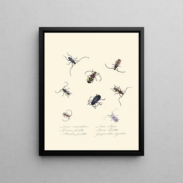 Edward Donovan - An epitome of the natural history of the insects of New Holland New Zealand Pl05.webp