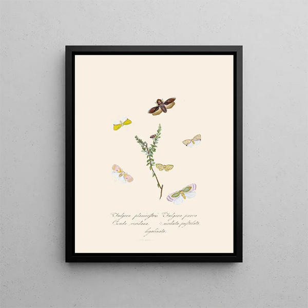 Edward Donovan - An epitome of the natural history of the insects of New Holland New Zealand Pl08.webp