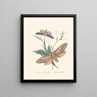 Edward Donovan - An epitome of the natural history of the insects of New Holland New Zealand Pl37.webp