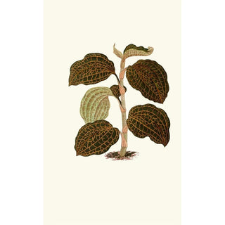 Edward Joseph Lowe - Anoectochilus Setaceus.webp