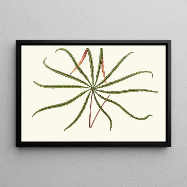 Edward Joseph Lowe - Aralia Veitchii.webp