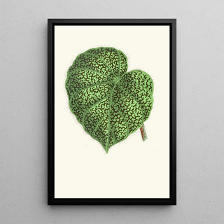 Edward Joseph Lowe - Begonia Daedalea.webp