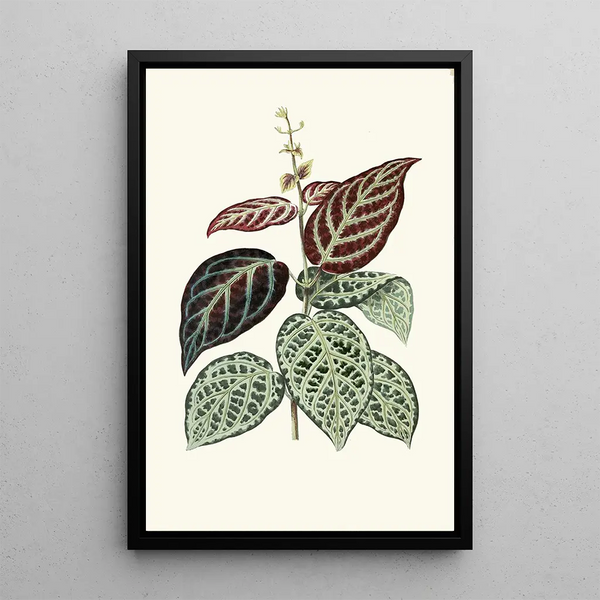 Edward Joseph Lowe - Bignonia ArgyroViolascens.webp