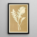 Centaurea candidissima - Edward Joseph Lowe — visning af kunstværket