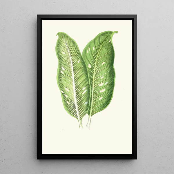 Dieffenbachia Baraquiniana - Edward Joseph Lowe — indrammet kunstværk på væggen