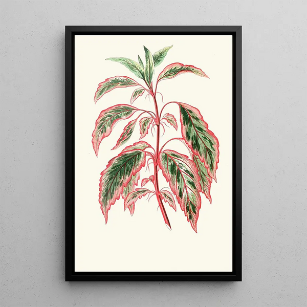 Reproduktion af maleriet Hibiscus Cooperi - Edward Joseph Lowe