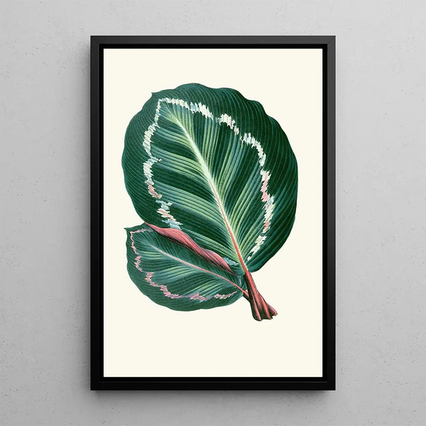 Maranta Illustris - Edward Joseph Lowe — indrammet kunstværk på væggen