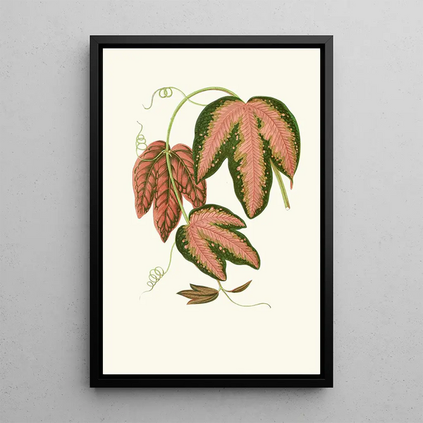Reproduktion af maleriet Passiflora Trifasciata - Edward Joseph Lowe