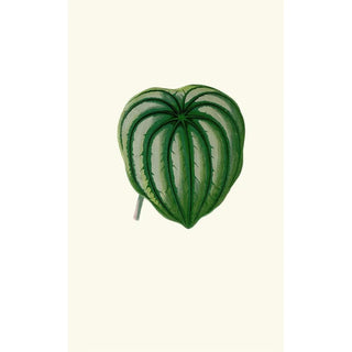 Edward Joseph Lowe - Peperomia Argyrea.webp