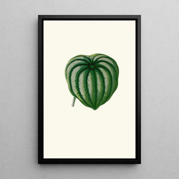 Peperomia Argyrea - Edward Joseph Lowe — indrammet kunstværk på væggen
