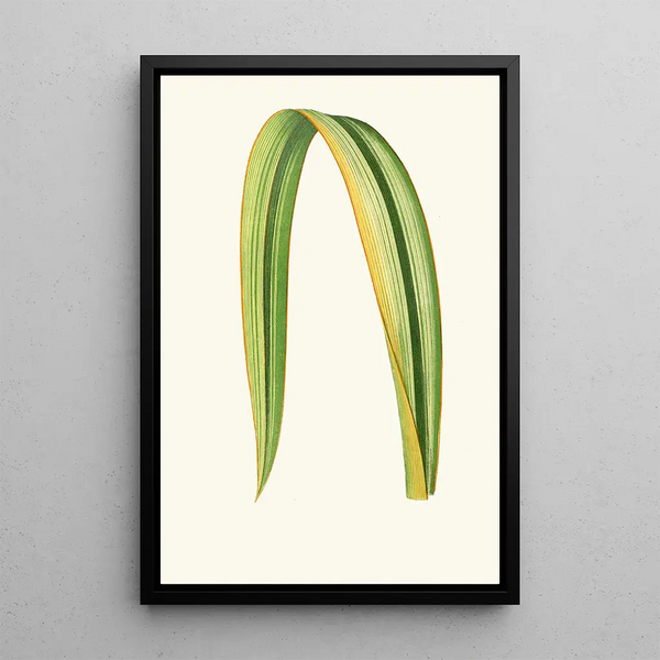 Reproduktion af maleriet Phormium Tenax - Edward Joseph Lowe