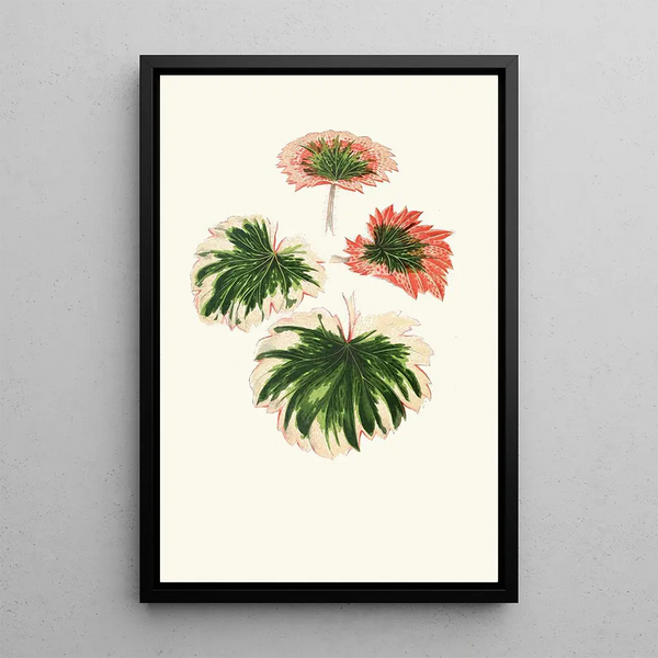 Reproduktion af maleriet Saxifraga Fortunei - Edward Joseph Lowe