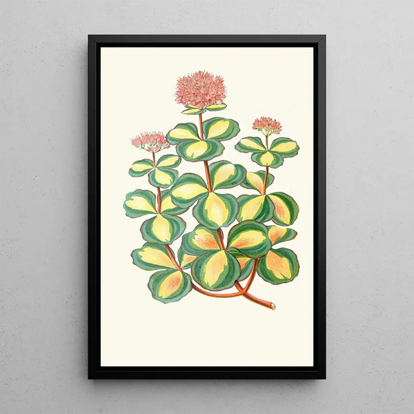Reproduktion af maleriet Sedum Sieboldii - Edward Joseph Lowe