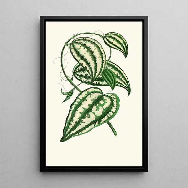 Smilax Macrophylla - Edward Joseph Lowe — indrammet kunstværk på væggen