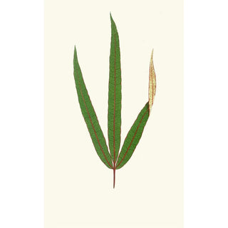 Edward Joseph Lowe - Terminalia Elegans.webp
