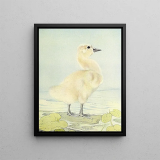 Edward Julius Detmold - The Cygnet.webp