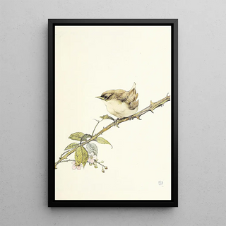 Edward Julius Detmold - The Whitethroat.webp