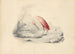 En flamingo - Edward Lear — visning af kunstværket