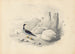Un harle - Edward Lear — visning af kunstværket