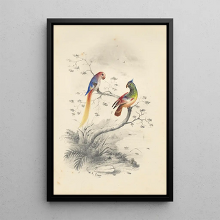 Edward Lear - A pair of parrots.webp