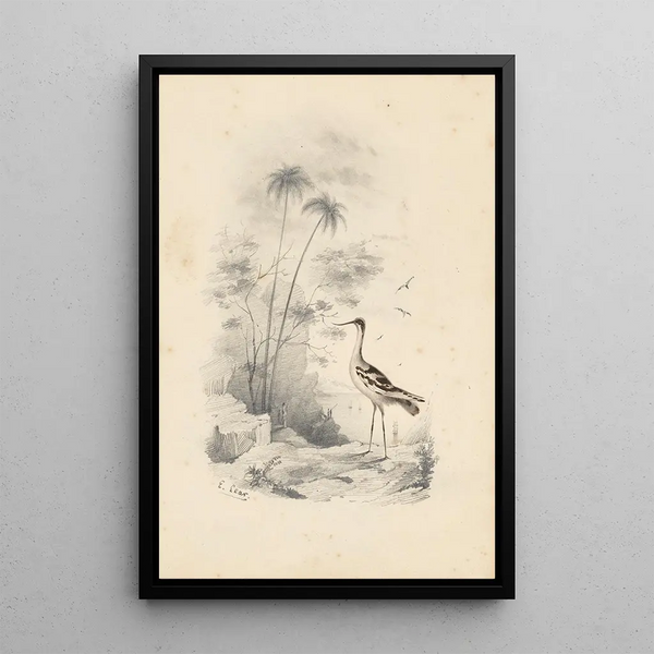Reproduktion af maleriet En avocette - Edward Lear