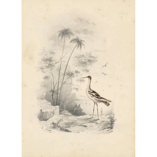 Edward Lear - An avocet.webp