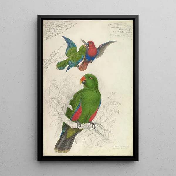Reproduktion af maleriet Eclectus Roratus Polychloros - Edward Lear