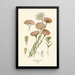 Reproduktion af maleriet Acroclinium roseum - Edward Step