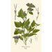 Ageratum coeruleum - Edward Step — visning af kunstværket