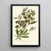 Reproduktion af maleriet Baptisia australis - Edward Step