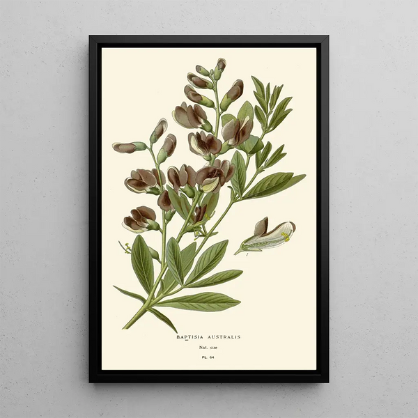 Reproduktion af maleriet Baptisia australis - Edward Step