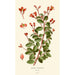 Bégonia fuchsioides - Edward Step — visning af kunstværket