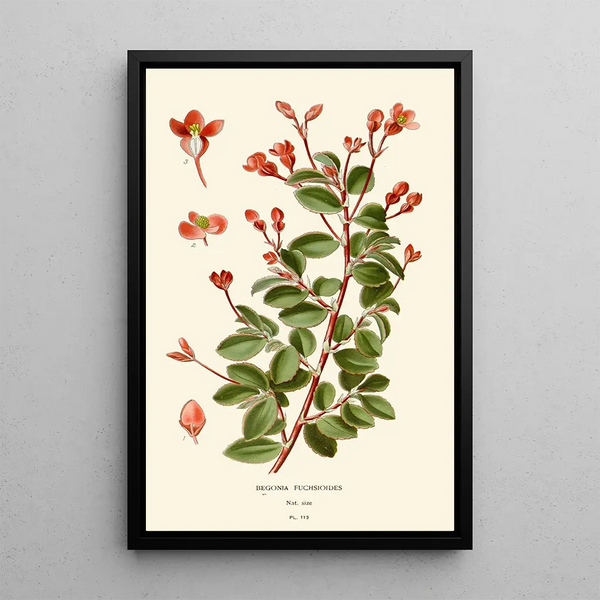 Bégonia fuchsioides - Edward Step — indrammet kunstværk på væggen